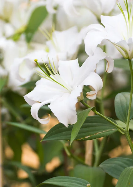 Witte lelie bloem in de tuin — Stockfoto