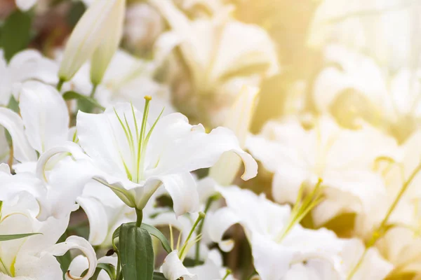Flor de lirio blanco en el jardín —  Fotos de Stock