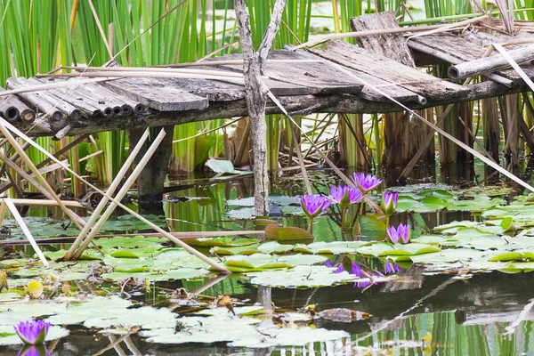 Wild pond with old wooden bridge — Stock Photo, Image