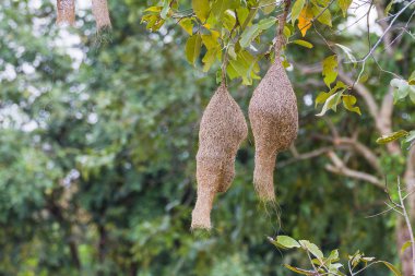 baya weaver kuş yuvası