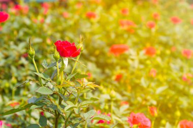 kırmızı gül bahçesinde