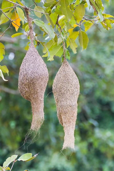 Baya weaver φωλιά πουλιού — Φωτογραφία Αρχείου