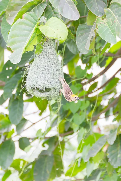 Baya Weber Vogelnest auf Baum — Stockfoto