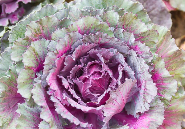 Fresh cabbage (brassica oleracea) plant leaves — Stock Photo, Image