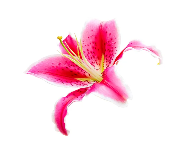 Pink lily flower on white — Stock Photo, Image