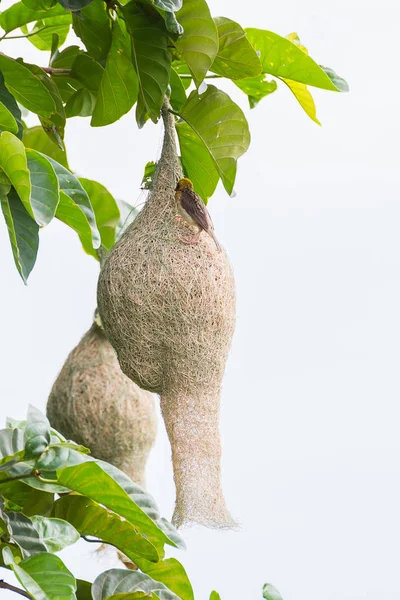 Baya Weber Vogelnest auf Baum — Stockfoto