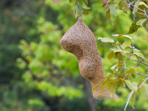 Baya weaver φωλιά πουλιού — Φωτογραφία Αρχείου