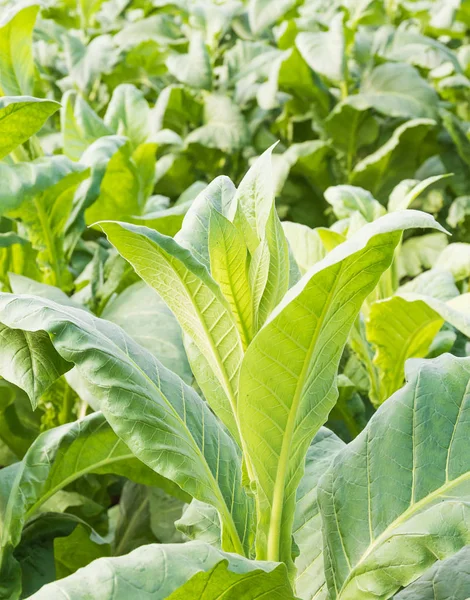 Nahaufnahme nicotiana tabacum — Stockfoto