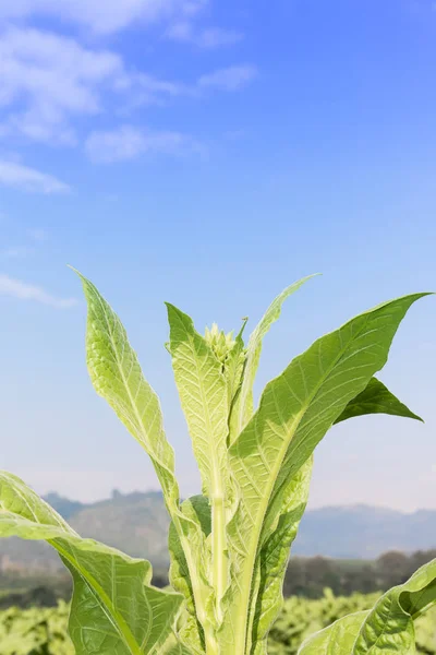 Fechar Nicotiana tabacum — Fotografia de Stock