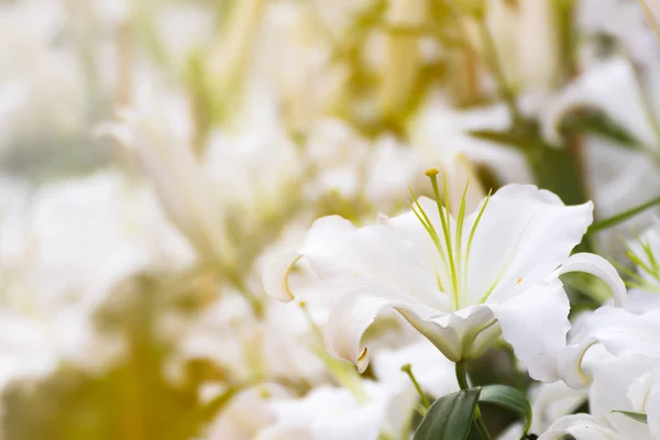 Flor de lirio blanco en el jardín —  Fotos de Stock