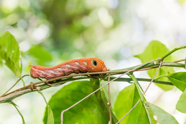 Wurm auf dem Baum — Stockfoto