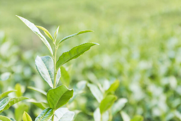 Close up Green tea plantation