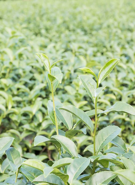 Detailní záběr zelený čaj plantáž — Stock fotografie