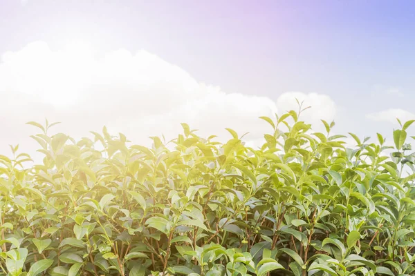 Grönt te plantage — Stockfoto