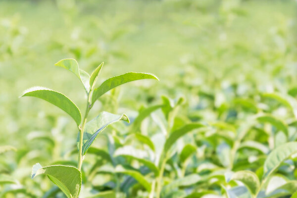 Green tea plantation