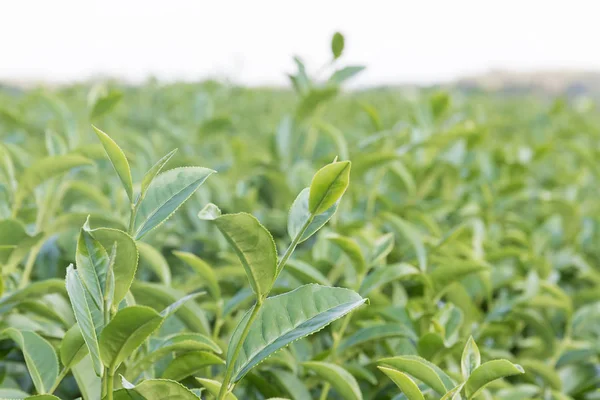 yeşil çay saç ekimi