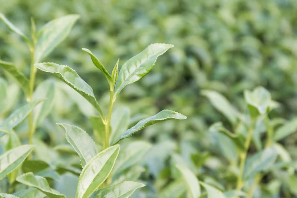 Detailní záběr zelený čaj plantáž — Stock fotografie