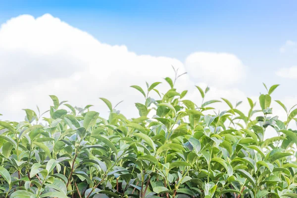 Plantación de té verde — Foto de Stock