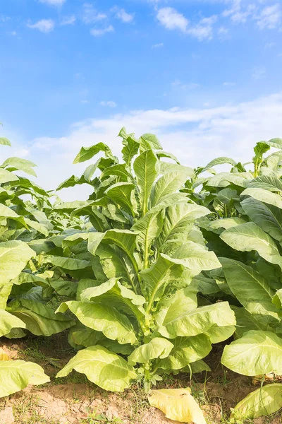 Feld von nicotiana tabacum — Stockfoto