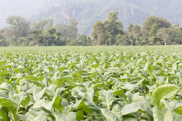 Stock image Field of Nicotiana tabacum