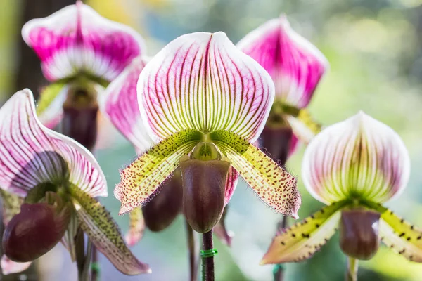 Paphiopedilum орхідея — стокове фото