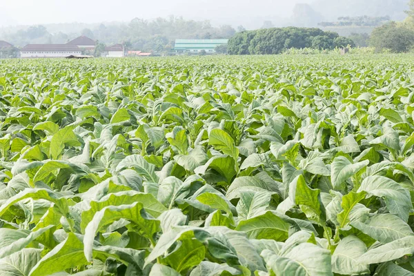 Tabacum поле тютюн — стокове фото