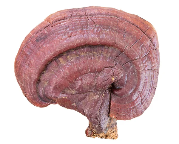 Ganoderma Lucidum Fungo su sfondo bianco — Foto Stock