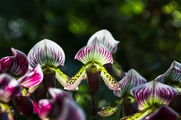 Квітка орхідеї Paphiopedilum — стокове фото