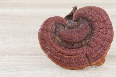 Ganoderma Lucidium mantar ahşap arka plan üzerinde