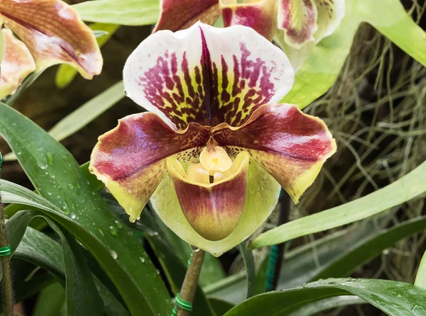 Nahaufnahme Paphiopedilum der Orchideenblume — Stockfoto