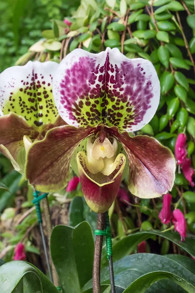 Paphiopedilum orkide çiçek kadar kapatın — Stok fotoğraf