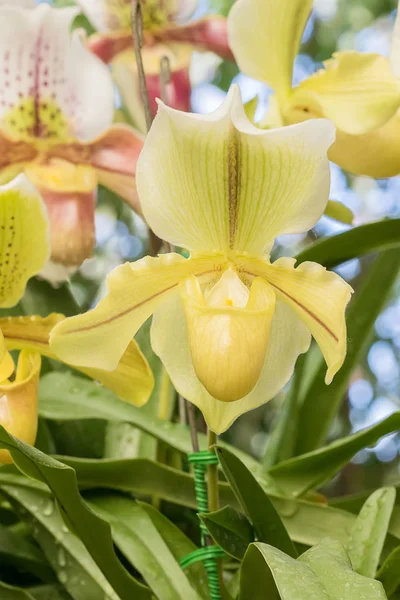 Крупним планом жовт квітЄ Paphiopedilum орхідея — стокове фото