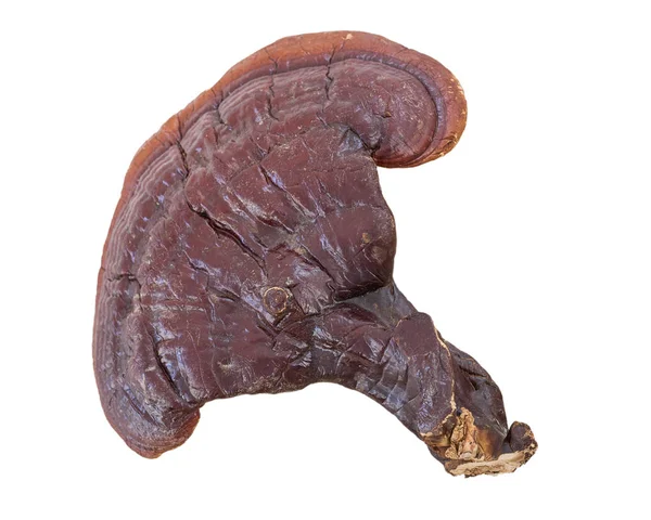 흰색 배경에 Ganoderma Lucidum 버섯 — 스톡 사진