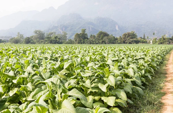Campo de Nicotiana tabacum — Fotografia de Stock