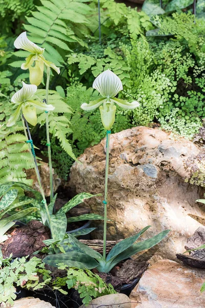 Flor verde da orquídea de Paphiopedilum — Fotografia de Stock