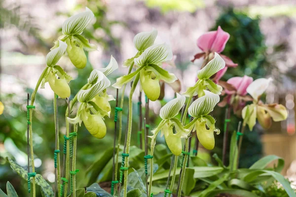 Yeşil Paphiopedilum orkide çiçek — Stok fotoğraf