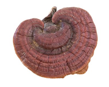 Ganoderma Lucidium mantar beyaz arka plan üzerinde