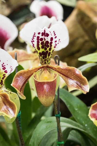 Close up Paphiopedilum de flor de orquídea — Fotografia de Stock