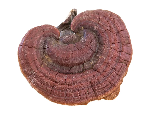 흰색 배경에 Ganoderma Lucidum 버섯 — 스톡 사진