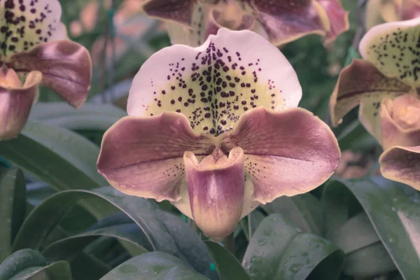 Крупним планом Paphiopedilum орхідеї квітка — стокове фото
