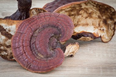 Ganoderma Lucidium mantar ahşap üzerine 