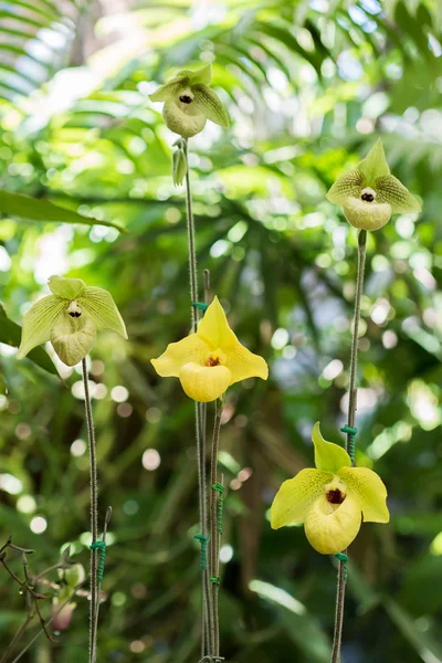 Zblízka žlutou orchidej Paphiopedilum květ — Stock fotografie