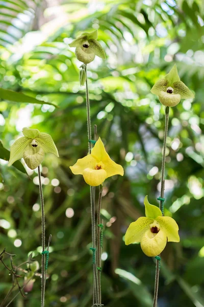 Close up yellow Paphiopedilum of Orchid flower — Stock Photo, Image