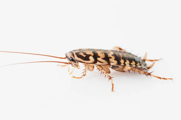 Kakkerlak op witte achtergrond — Stockfoto