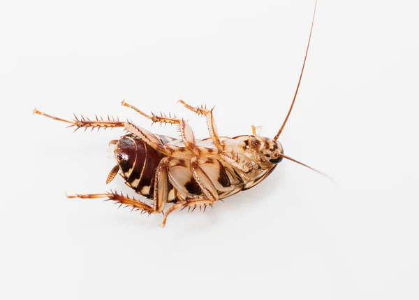 Cockroach on white background — Stock Photo, Image