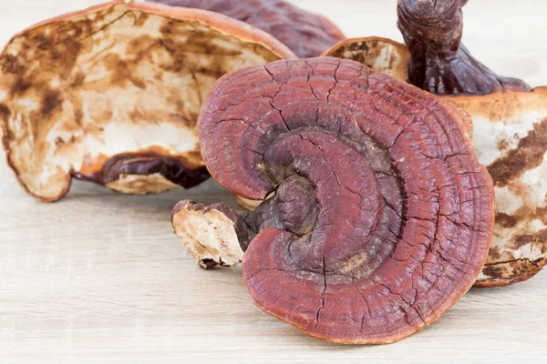 Ganoderma Lucidum Mushroom on wood — Stock Photo, Image