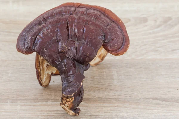 Ganoderma Lucidum grzyby na tle drewna — Zdjęcie stockowe