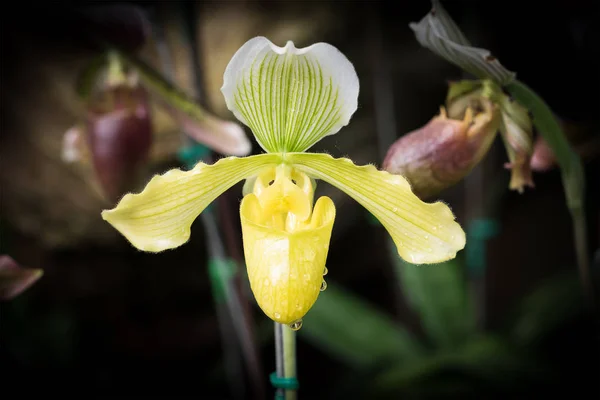 Крупним планом жовт квітЄ Paphiopedilum орхідея — стокове фото