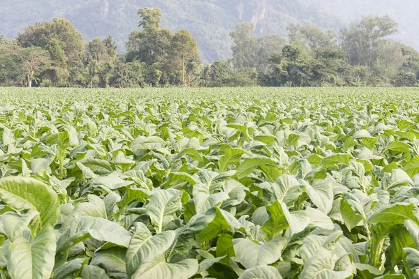 Feld von nicotiana tabacum — Stockfoto