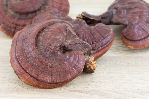 Ganoderma Lucidum paddestoel op hout — Stockfoto